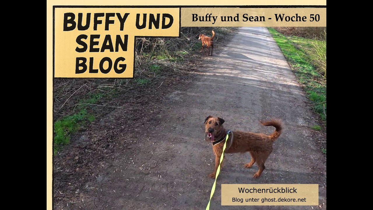 Fünfzigster Wochenrückblick Buffy & Sean: Die Hitze schlägt zu, erst Park dann Wald und zurück 🐾