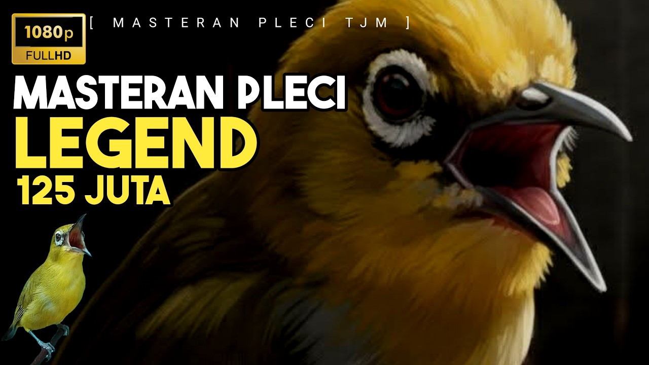 🔴 LIVE Masteran Pleci  LEGEND 125Juta Pleci Termewah Sepanjang Masa ( Pleci Nishida )