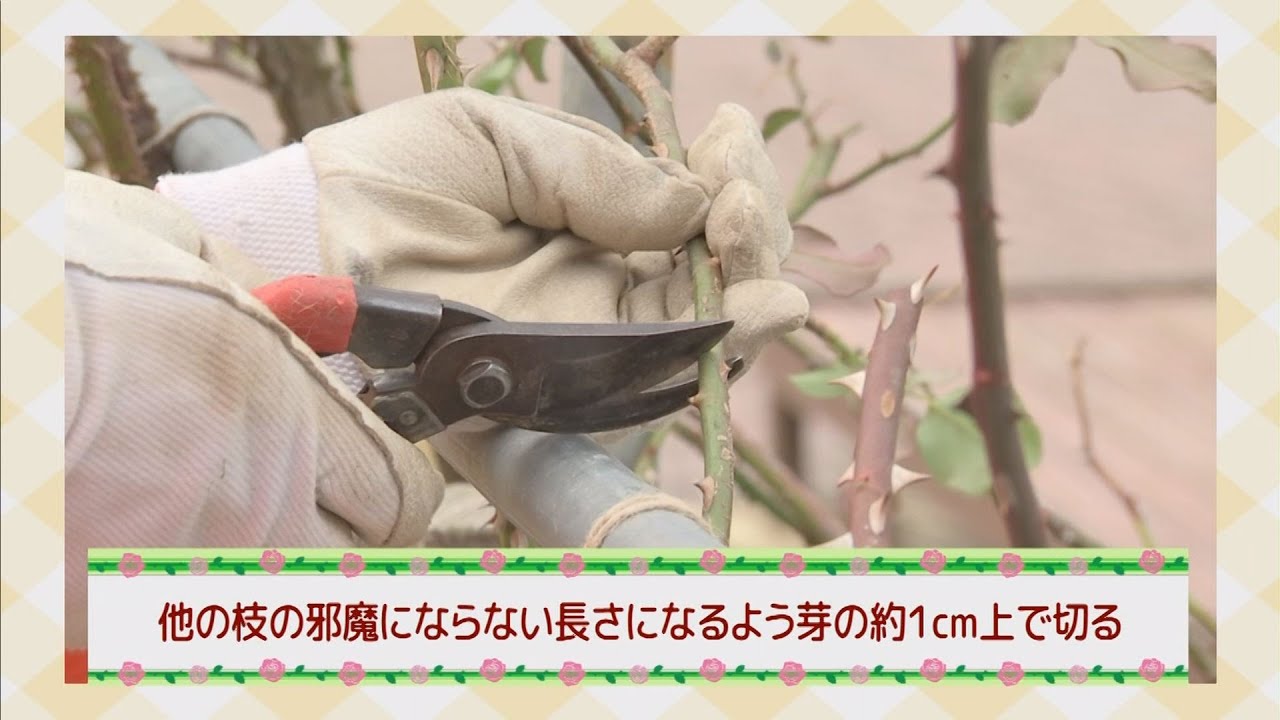 『バラの管理・お手入れ（剪定・誘引）』素敵にフラワーライフ「Flower＊Life」