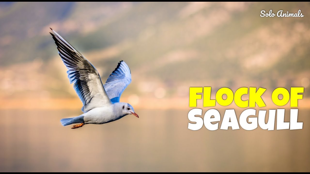 Seagulls: Flock Of Seagulls Flying Over Ocean | Gull | Seagull Bird | Solo Animals