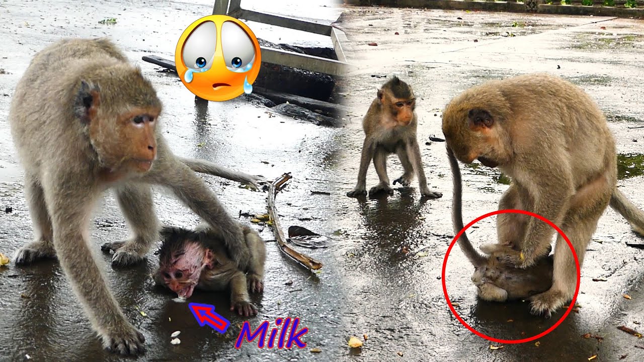 Viewers will Cry follow MoMo When seen full this video ,Malika is a bad mother who does not un....