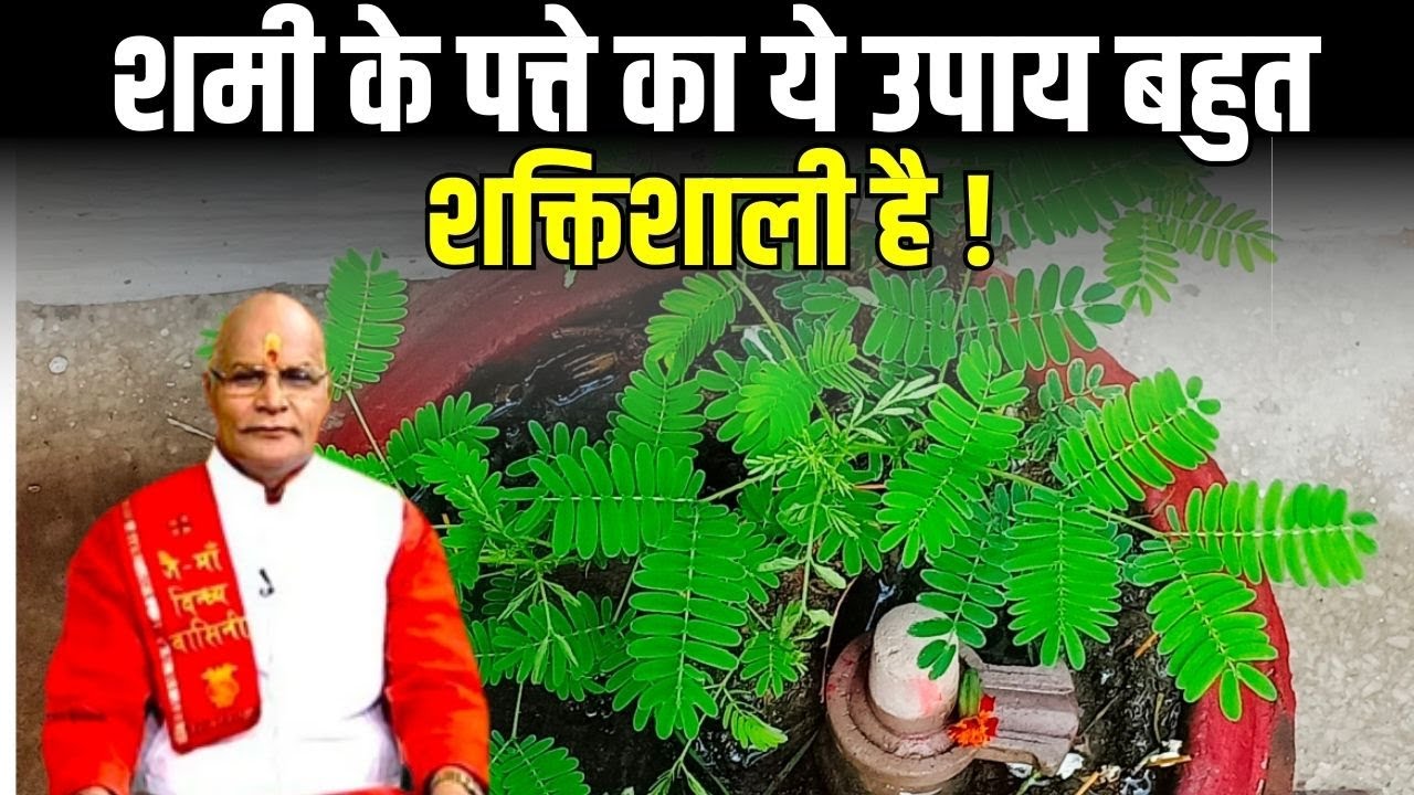 शमी के पत्ते का ये उपाय बहुत शक्तिशाली है ! | Pandit Suresh Pandey | Darshan24