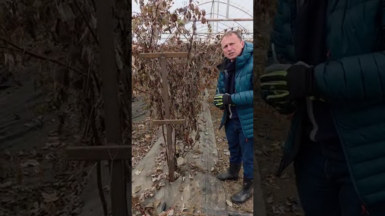 Taierea  si ingrijirea zmeurului
