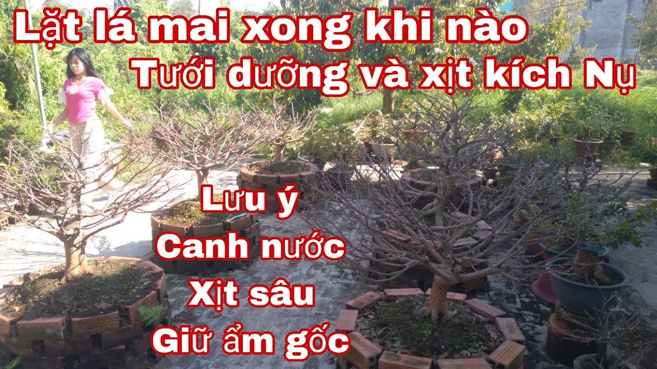 Canh nước tưới dưỡng rễ,  kích thích Nụ sau khi xuống lá mai.