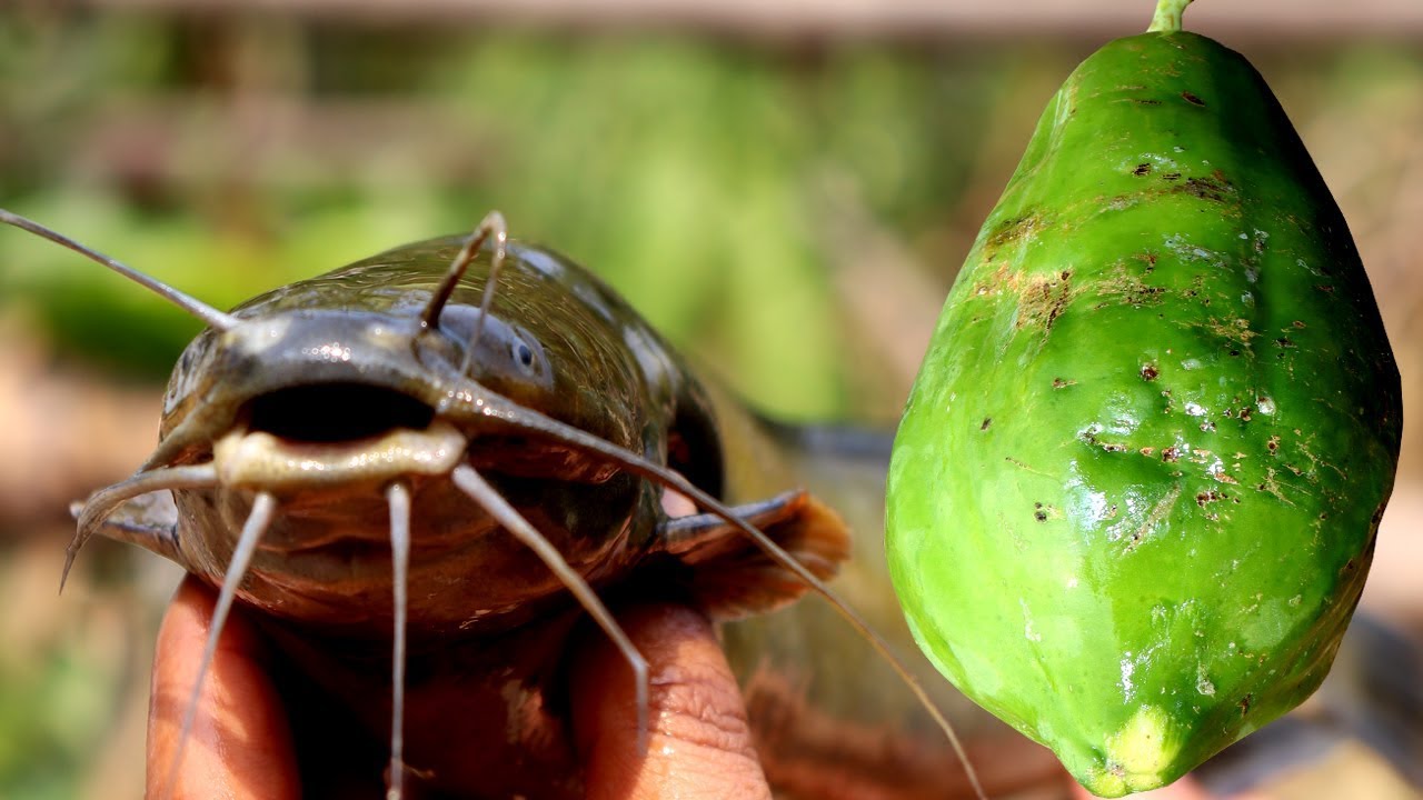 Healthy Desi Magur Mach & Papaya Recipe | Village Style Catfish & Papaya Recipe | Village Food