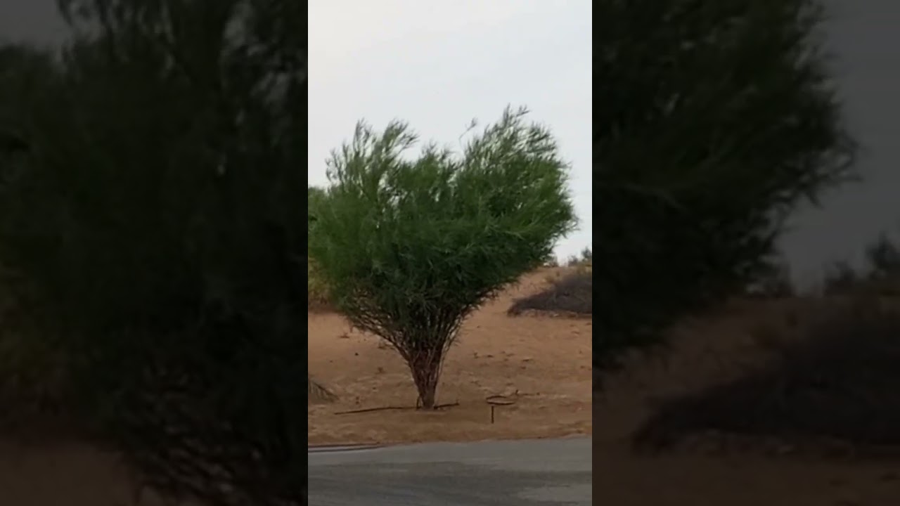 #shortsvideo