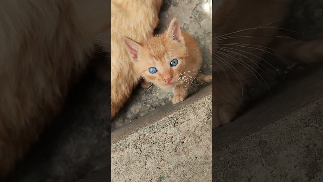 Predivno žuto mače ❤️ #cat #cute #cats #mačka #mačke #macketinashop #mače