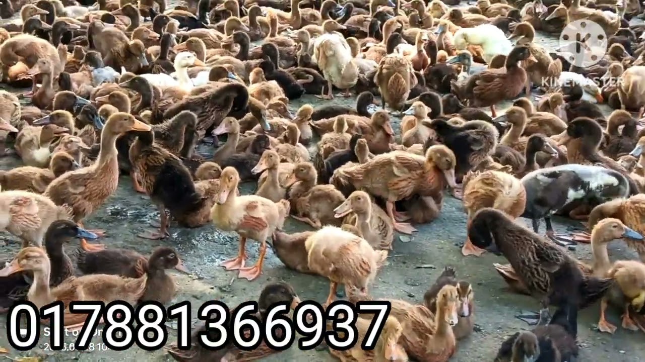 ময়মনসিংহ থেকে ভালো হাঁস নিতে পারবেন