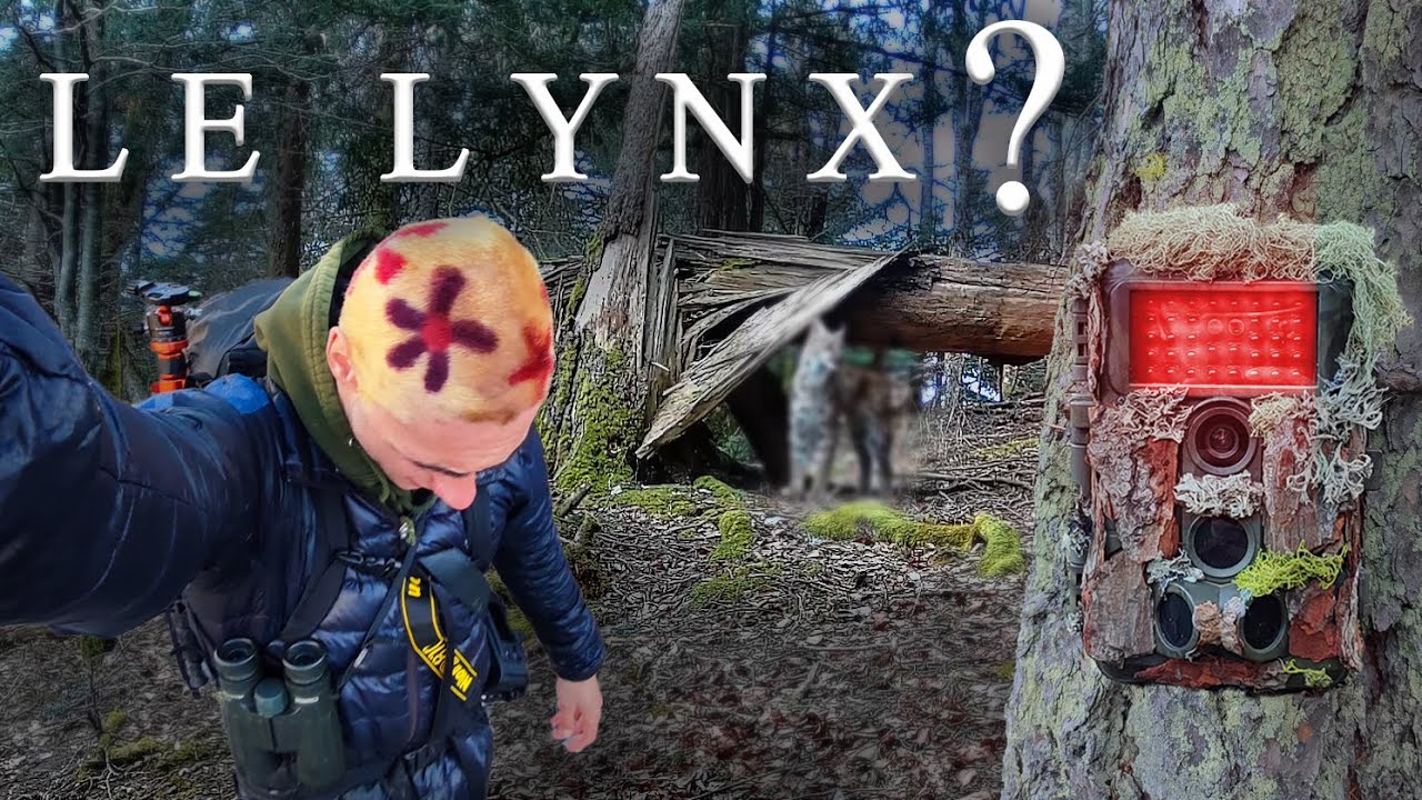LA QUÊTE DU LYNX DANS LES BAUGES !