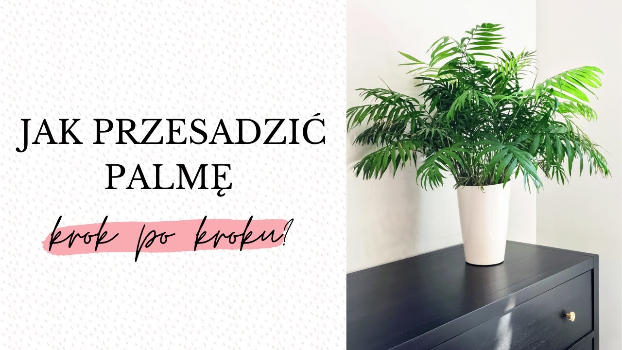 Jak przesadzić palmę krok po kroku? Zobacz jakie materiały są potrzebne i jak to zrobić