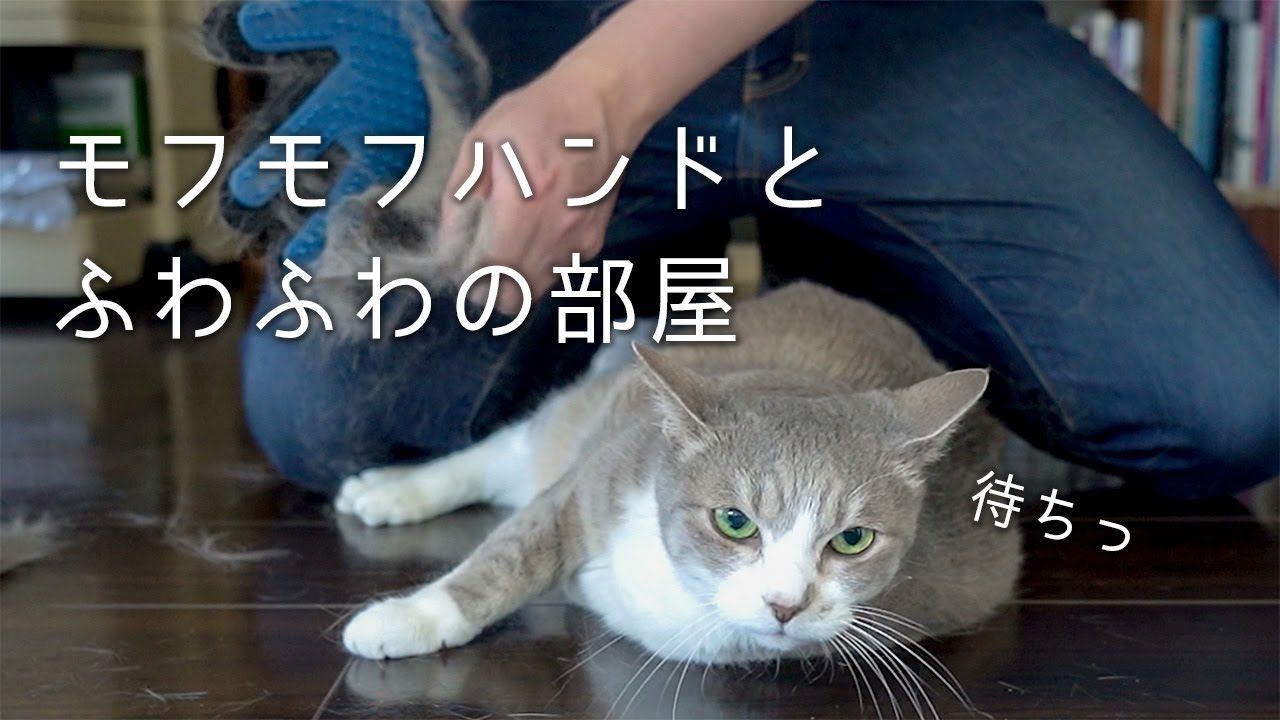 モフモフハンドとふわふわの部屋 | #モアクリ Vlog082