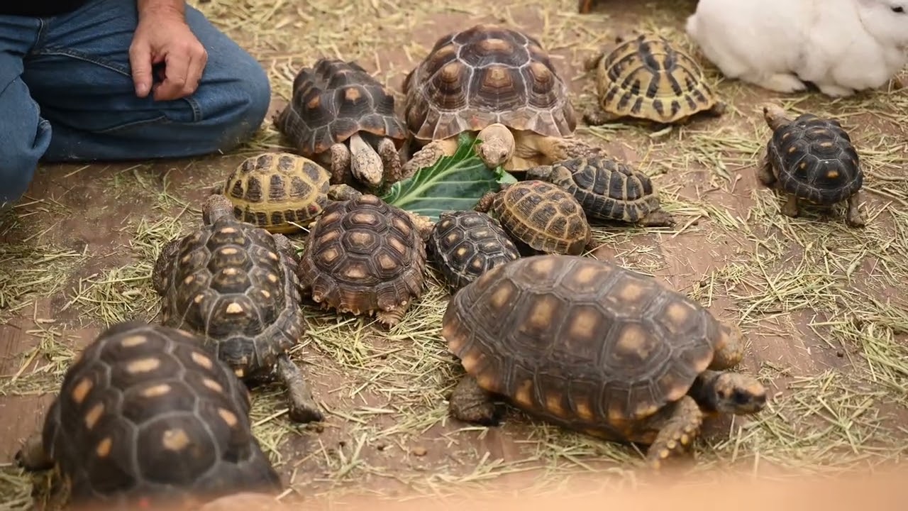 Meet the Tortoises! 🐢 Mr. Drew’s Introduction to These Amazing Reptiles