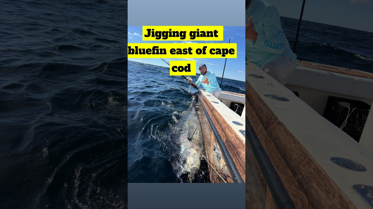 Jigging giant bluefin tuna East of Cape Cod
