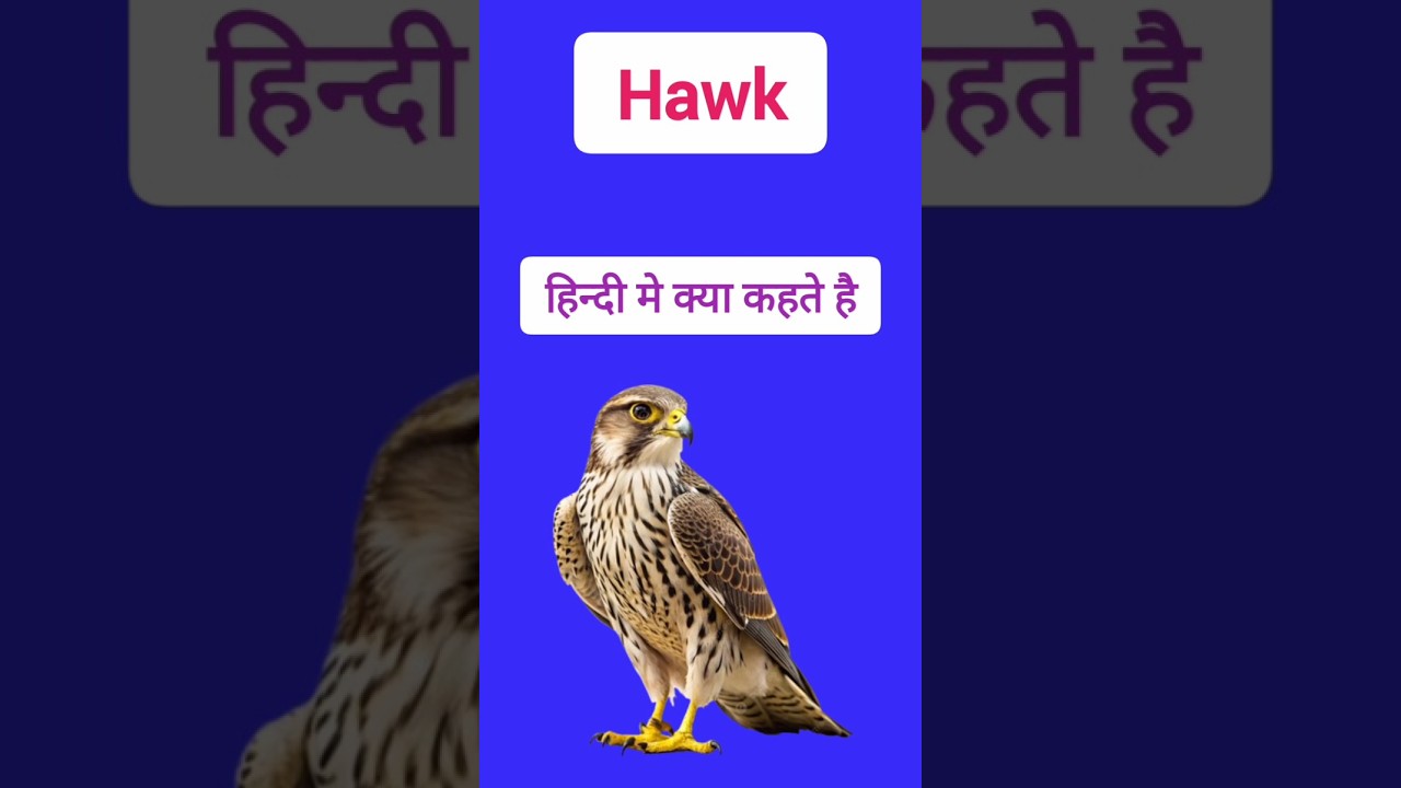 Birds name hawk | Hawk meaning in Hindi 