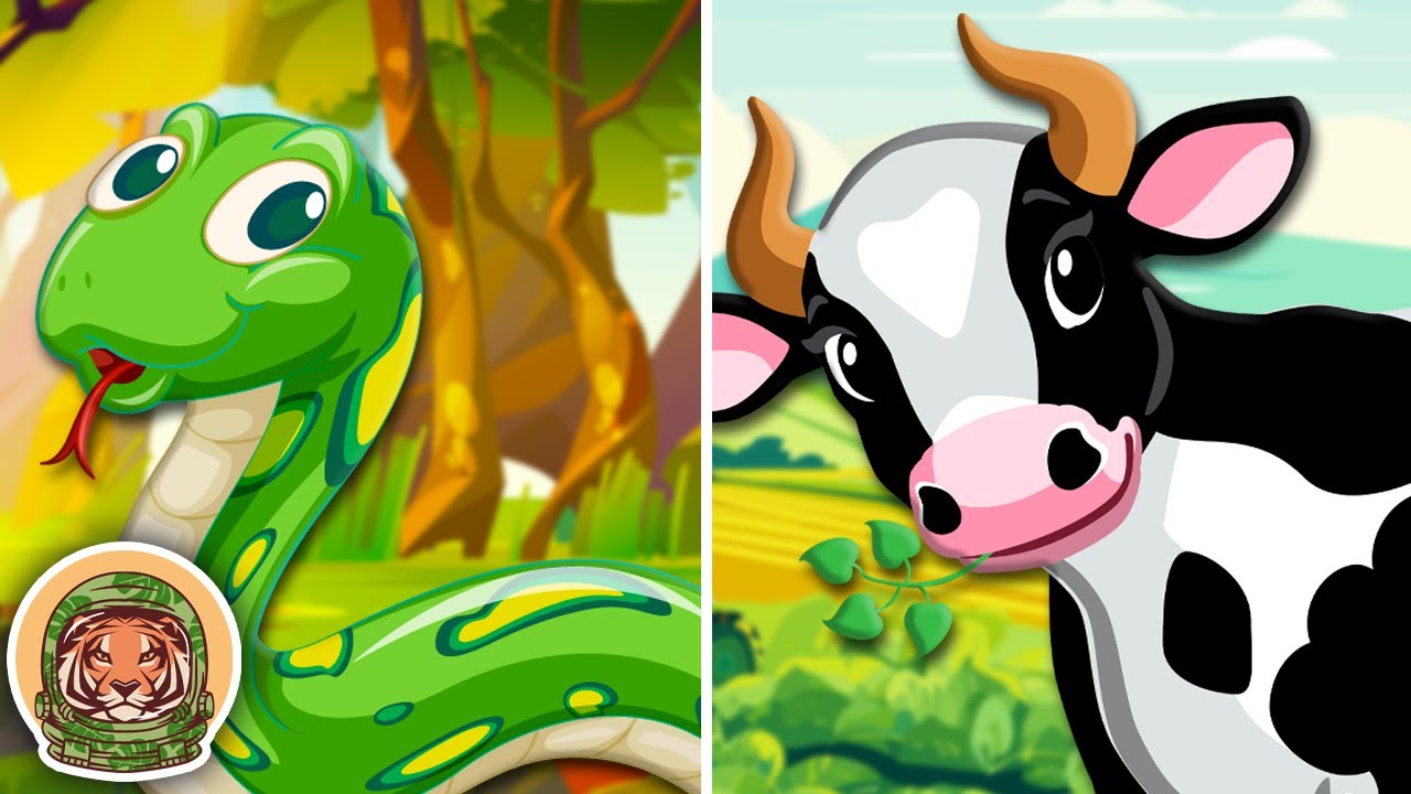 Learn About Animals That Have Cool Spots & Patterns! | Animal Songs For Kids | KLT WILD