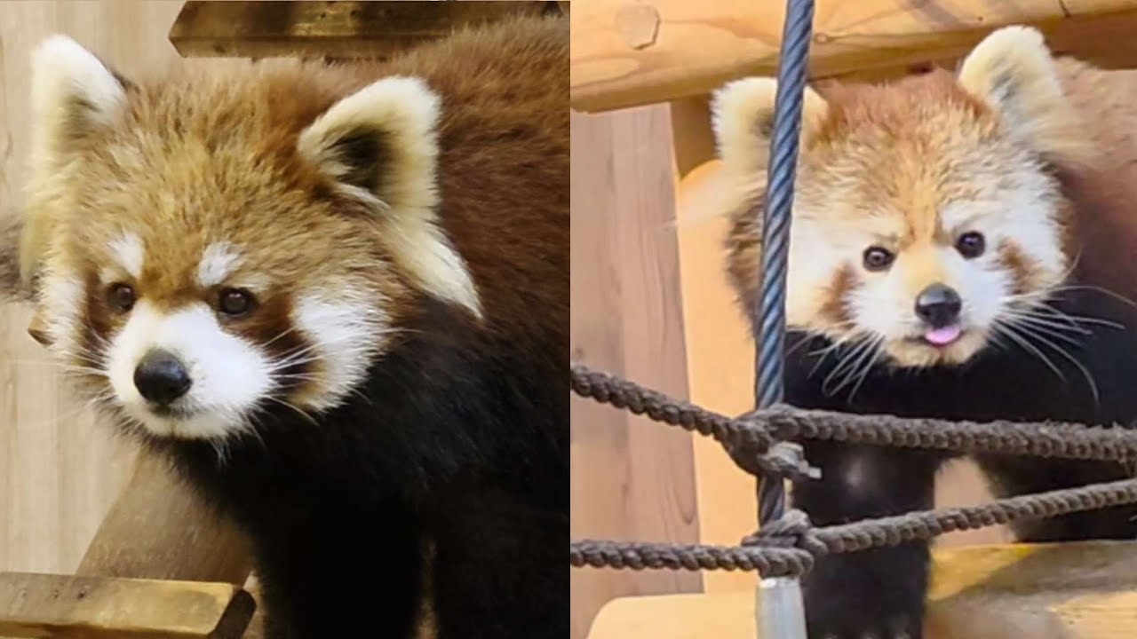 【吊り橋を歩くレッサーパンダのニーコとレイファを撮りまくり、他・・・】～Nishiyama Zoo red pandas～