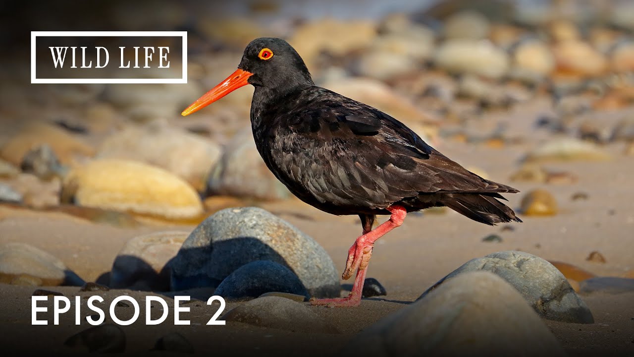 The Edge of Life on the African Coast | Two Oceans | Episode 2
