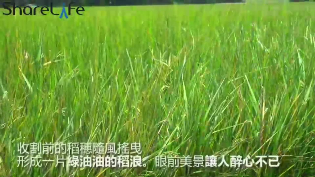 台灣小農｜自產自銷｜無農藥無化肥｜高雄147號｜有機米｜清水五福圳の米｜黑手農夫｜陳裕源｜