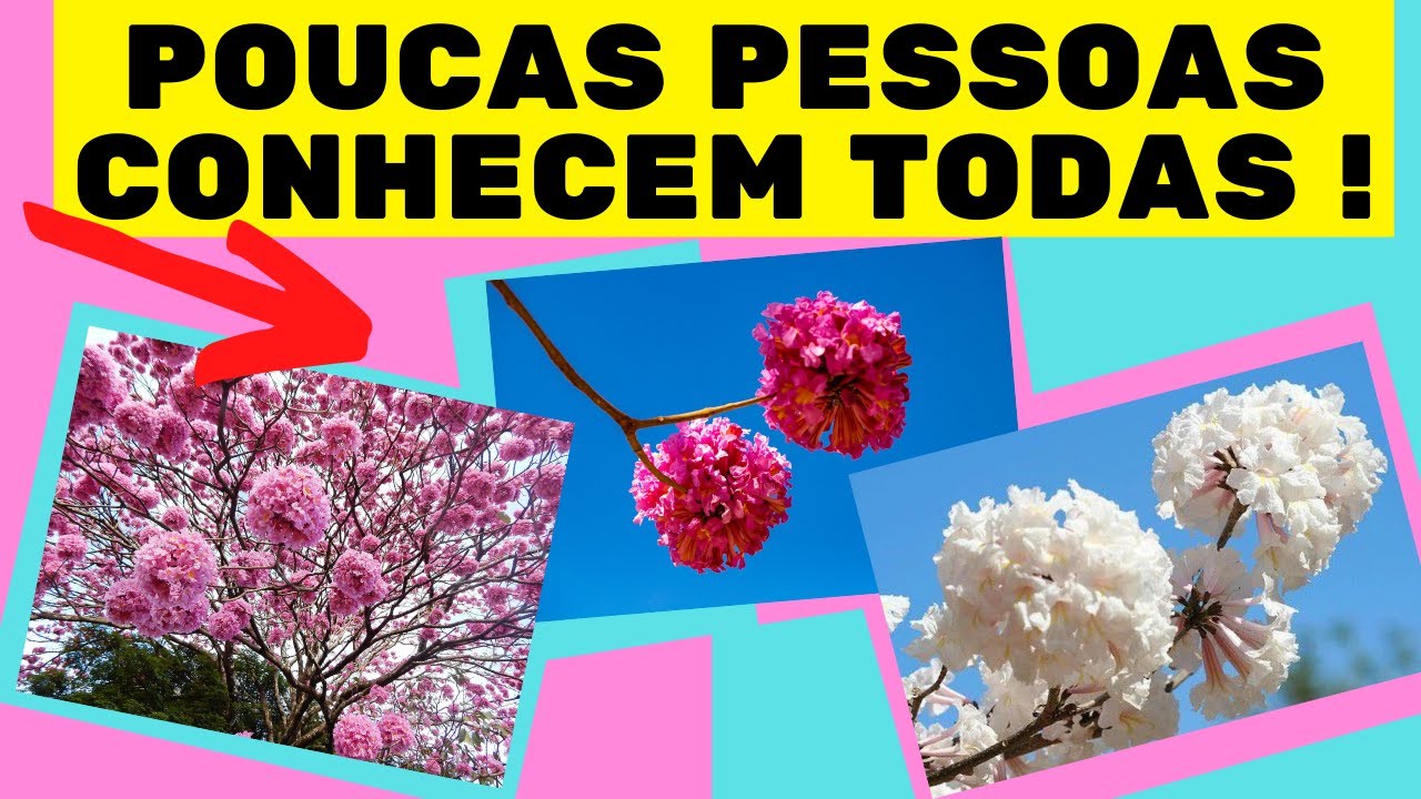 As 7 espécies de ipês mais comuns no Brasil