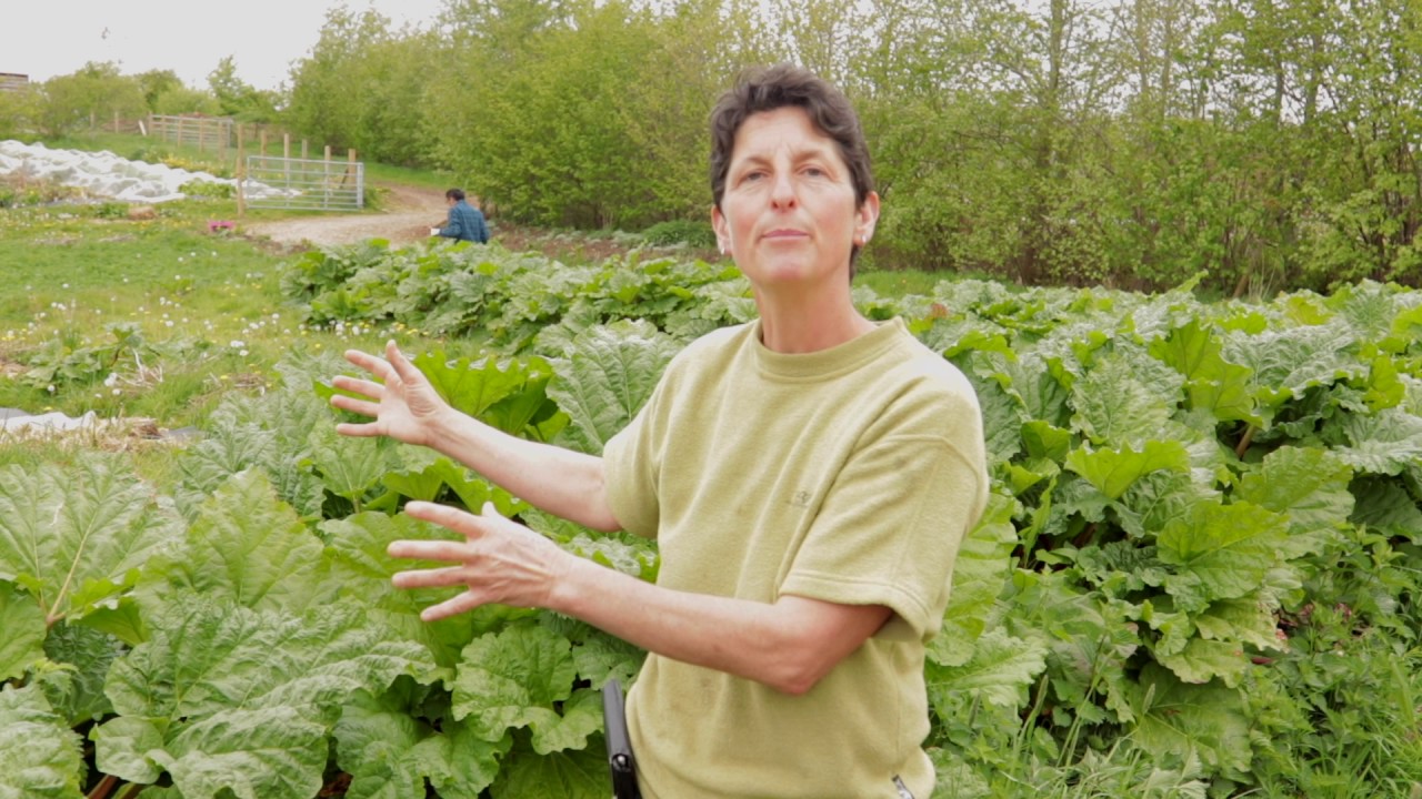 How to grow Rhubard / Planting and Growing Rhubarb / Growing Rhubarb / Growing food / Permaculture