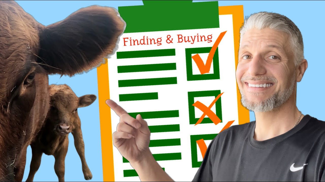 Guide To Buying Your First Dexter Cow #2 (Finding & Buying)
