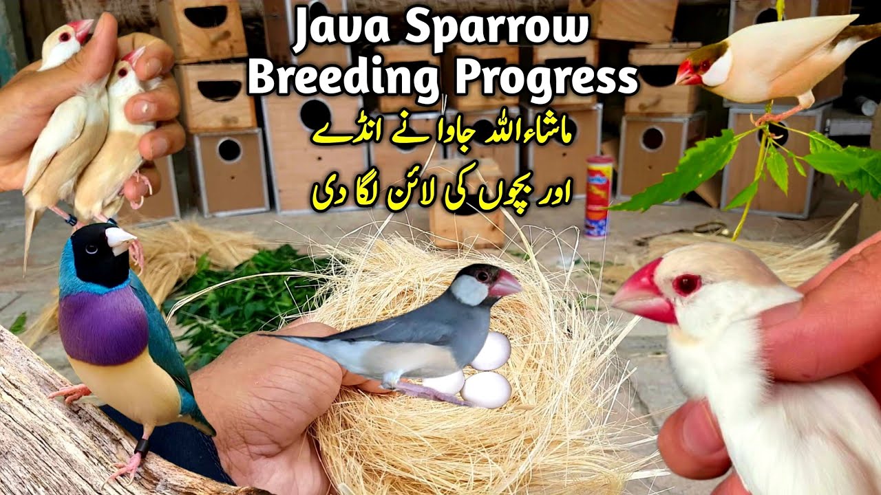 Java Finch Breeding Progress 2024-25 || Java Sparrow Breeding Tips || Mughees Shahxad