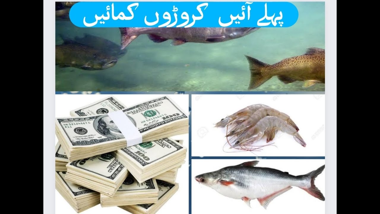 Most Profitable Business In Pakistan| Biofloc Fish And Shrimp Farming| Top Most Profitable business