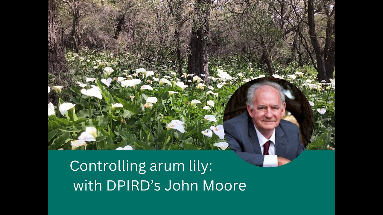 Controlling arum lily with DPIRD's John Moore