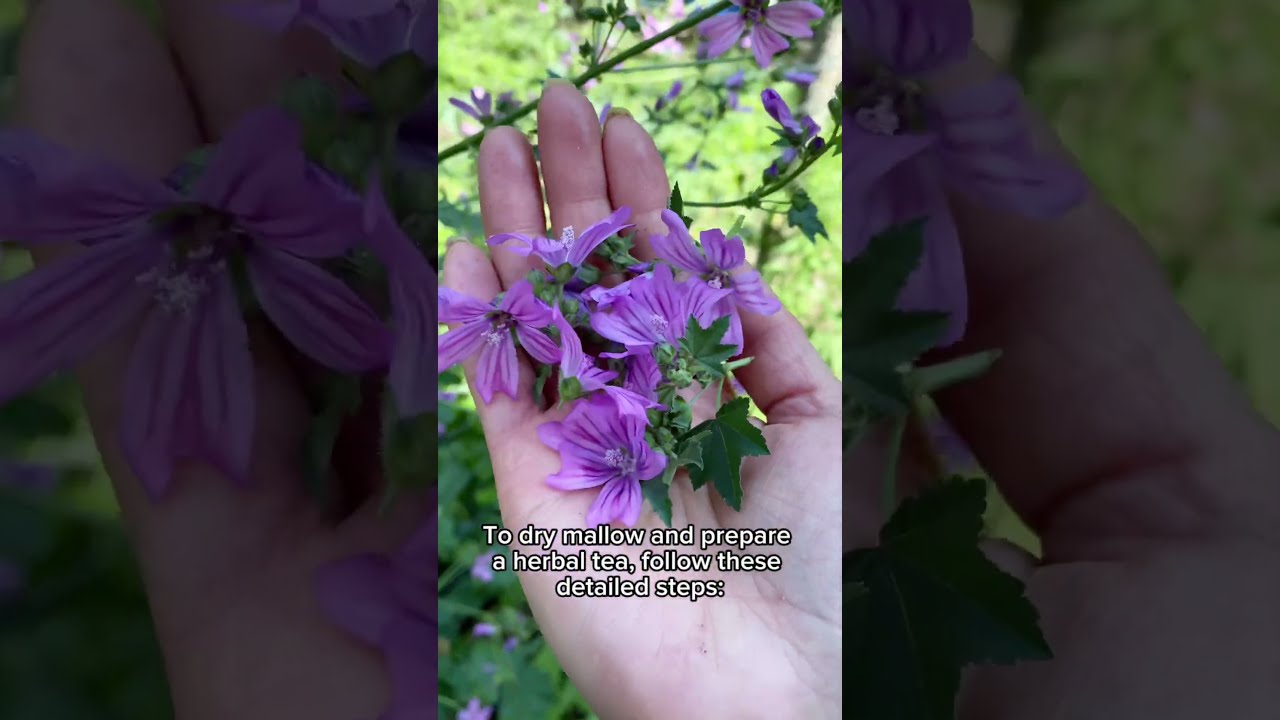 How to dry Mallow / Malva and  to prepare for tea