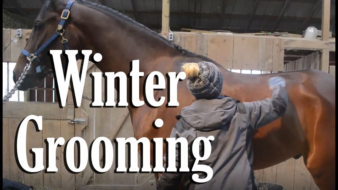 Winter Grooming + Tips | EquestrianBliss