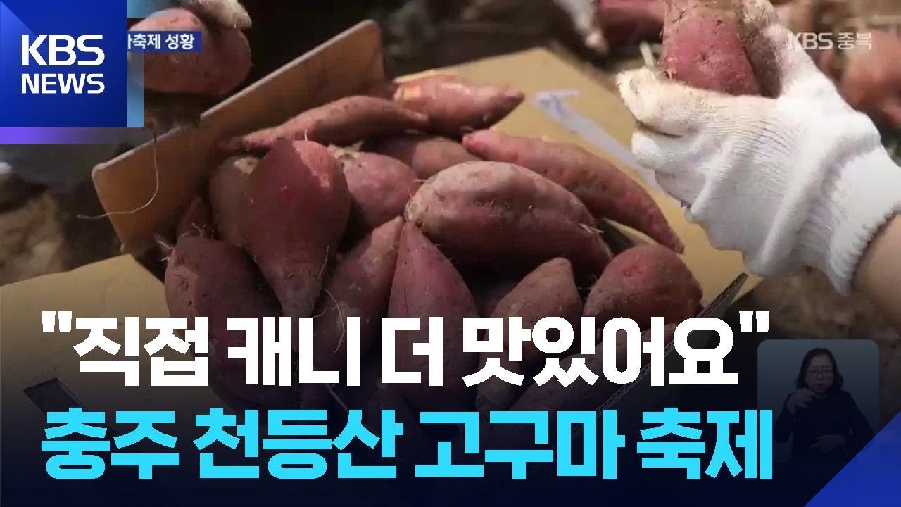 “직접 캐서 먹으니 더 맛있어요”…충주 천등산 고구마 축제 / KBS  2025.09.24.
