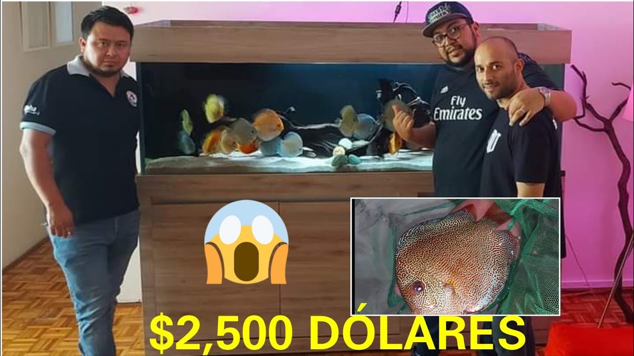 EL INCREIBLE ACUARIO DE FROYD CON EL PEZ DISCO MAS CARO DEL MUNDO