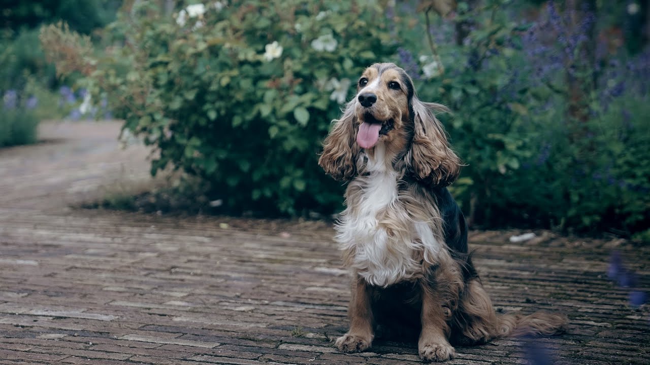 Rackleys Wedding Film | Chiltern Hills, Buckinghamshire | Lacey & Ollie