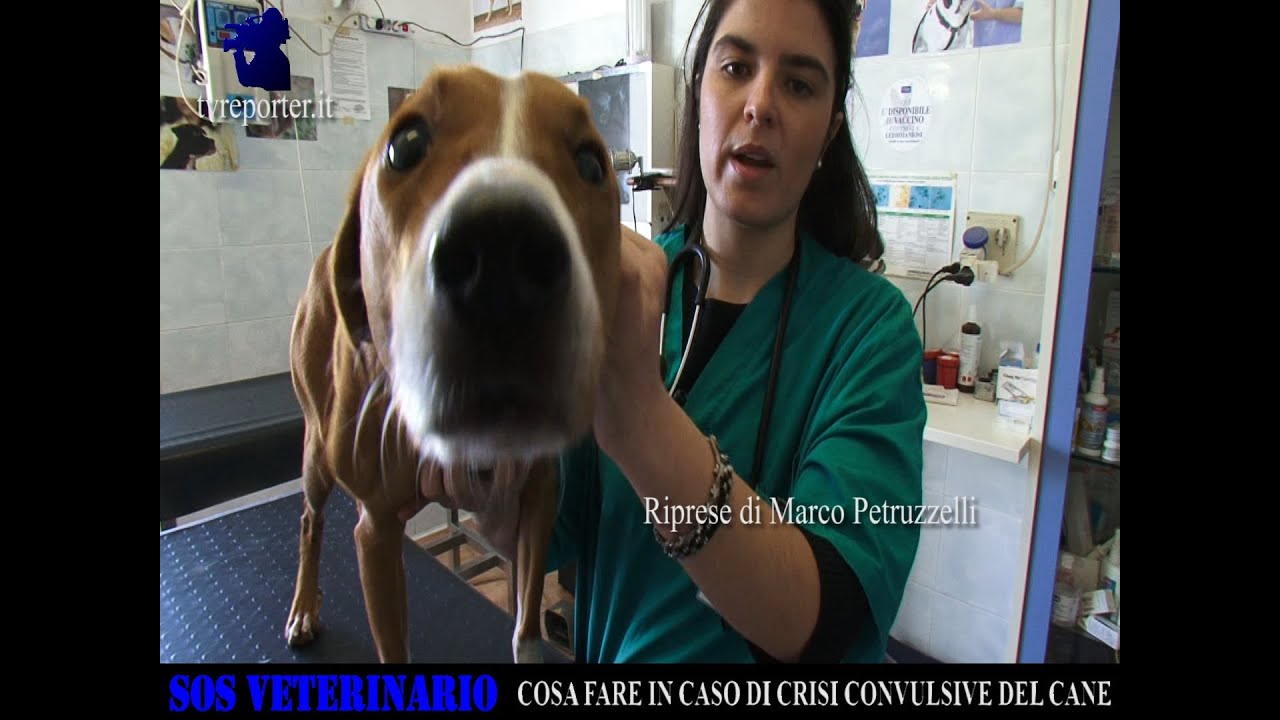 SALVARE UN CANE: IN CASO DI CRISI CONVULSIVE -SOS VETERINARIO