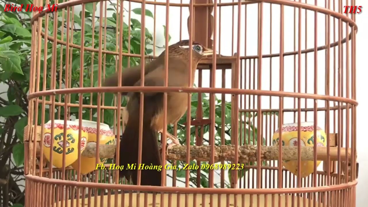 72 Phút Hoạ Mi Hót Sáng Hay , Luyện Giọng Họt Mi Hót Xung Căng