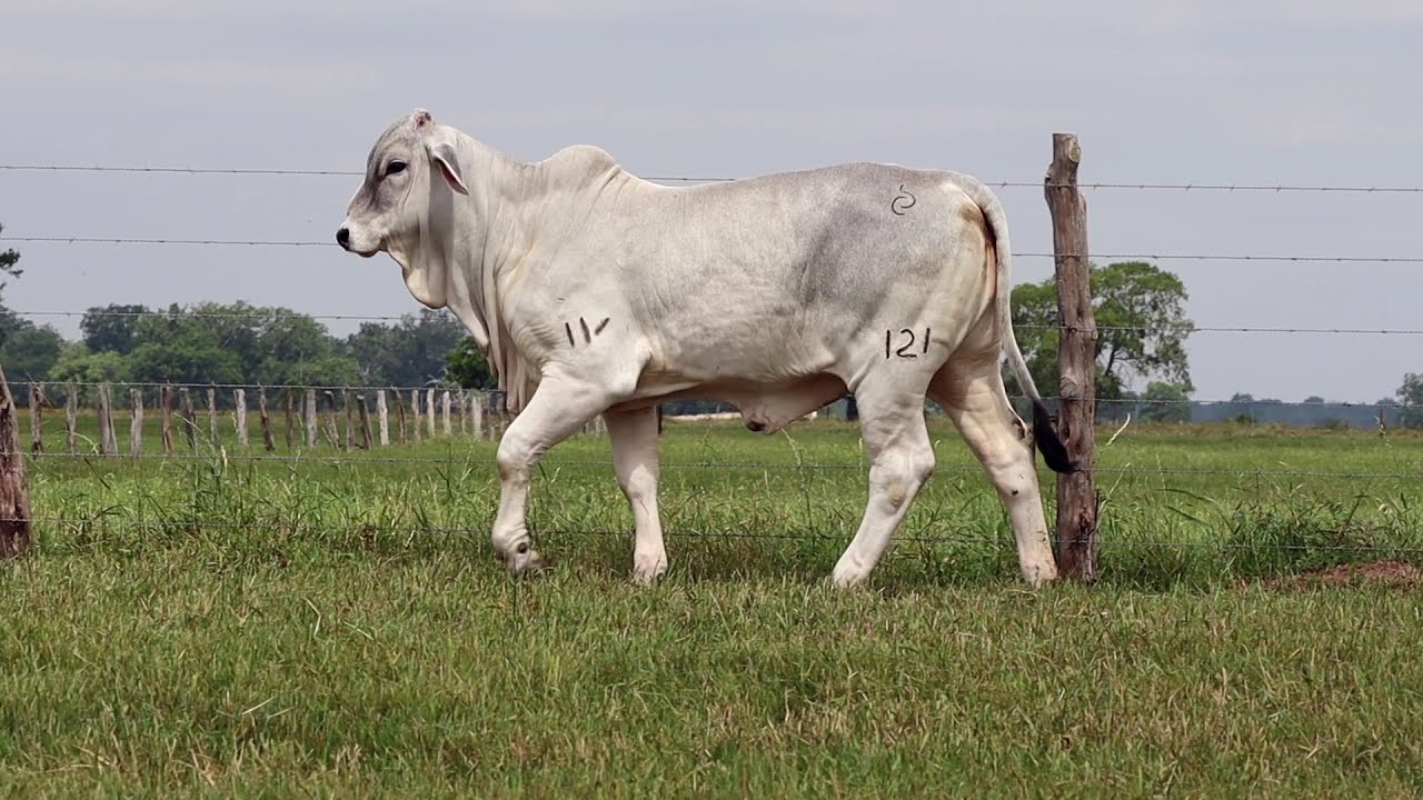 Lot 7 BRC Dreaming of the City 121 - She Sells June 1, 2021