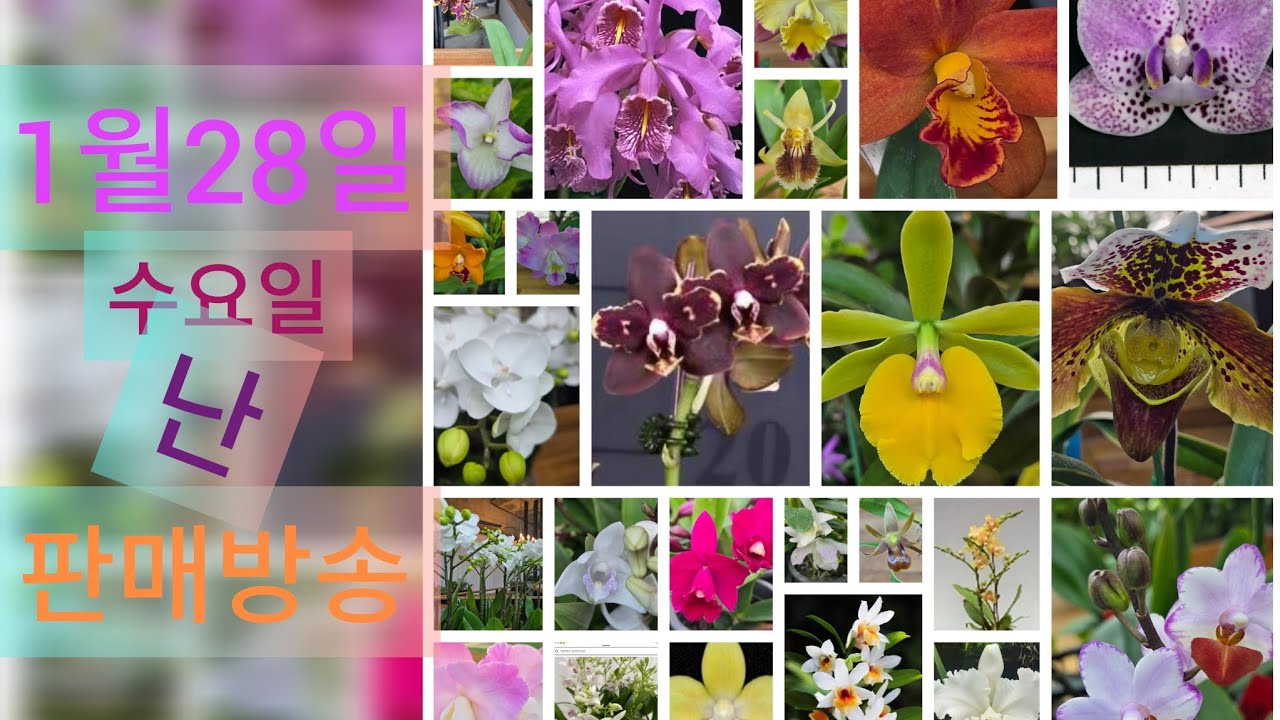 1월28일 수요일 난 판매방송 ❤️ 