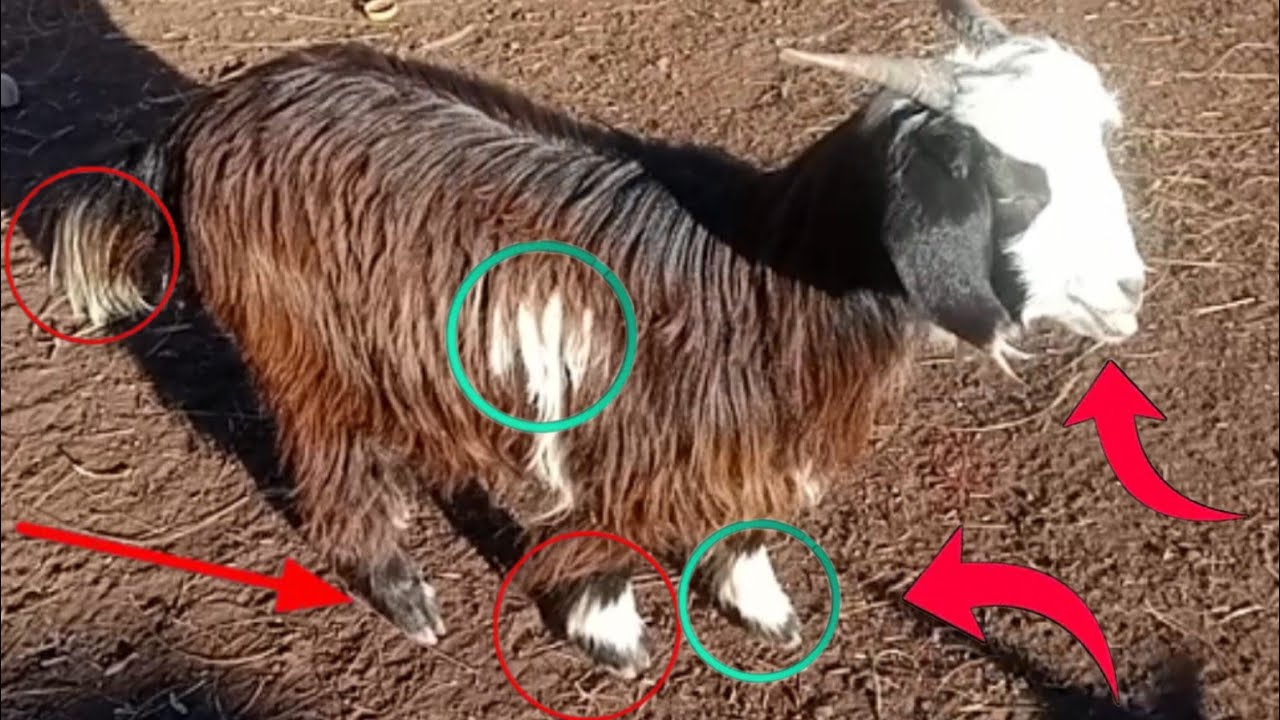 کیلف ویڈیوز یوٹوب بکری چرگ خرہkelf videos youtube goat crab2026