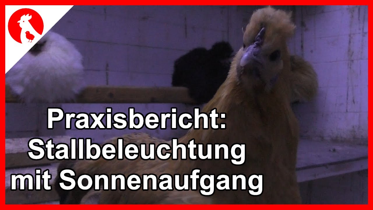 092  Hühnerstall Stallbeleuchtung Praxistest Tageslichtsteuerung - Jensman and the Huhns