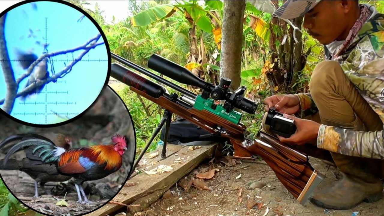 REJEKI BANGUN SIANG BARU NYAMPAI SPOT DISAMBUT AYAM HUTAN