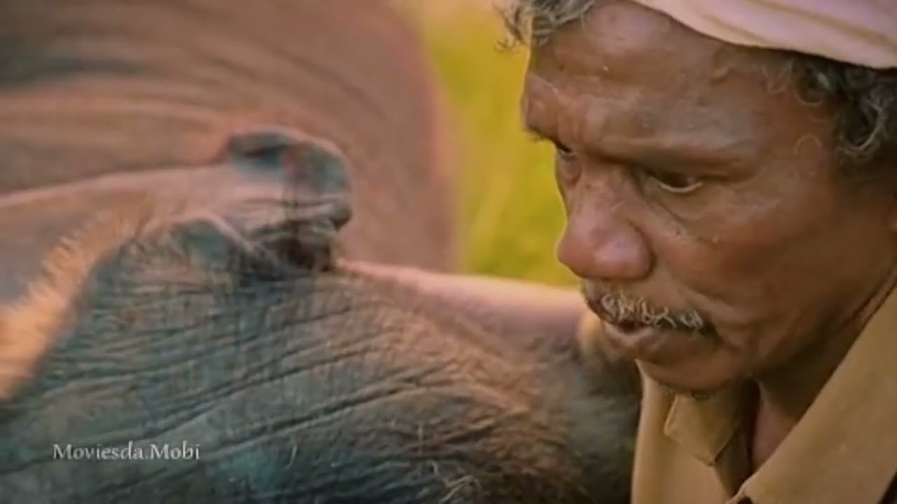 the elephant whisperer @Netflix #theelephentwhisperer #shorts #shortfilm