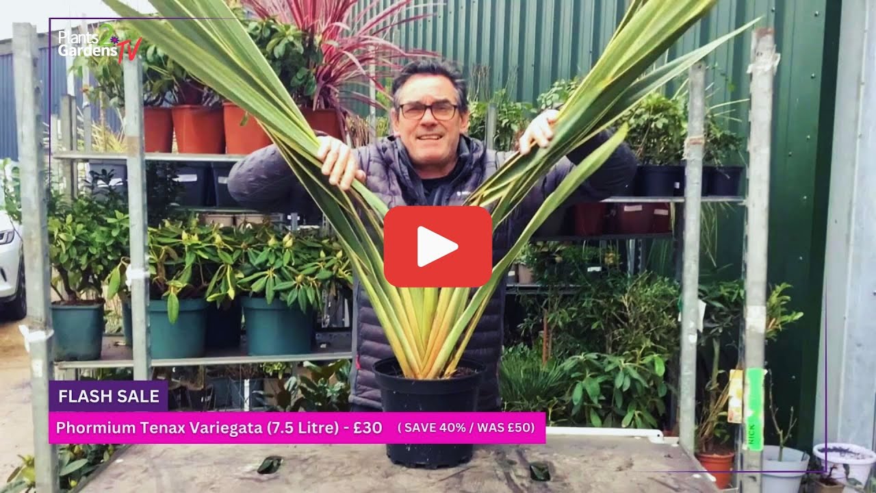 🔥 Transform Your Garden Instantly with This Stunning Evergreen! 🌿 (Phormium Tenax Variegata)