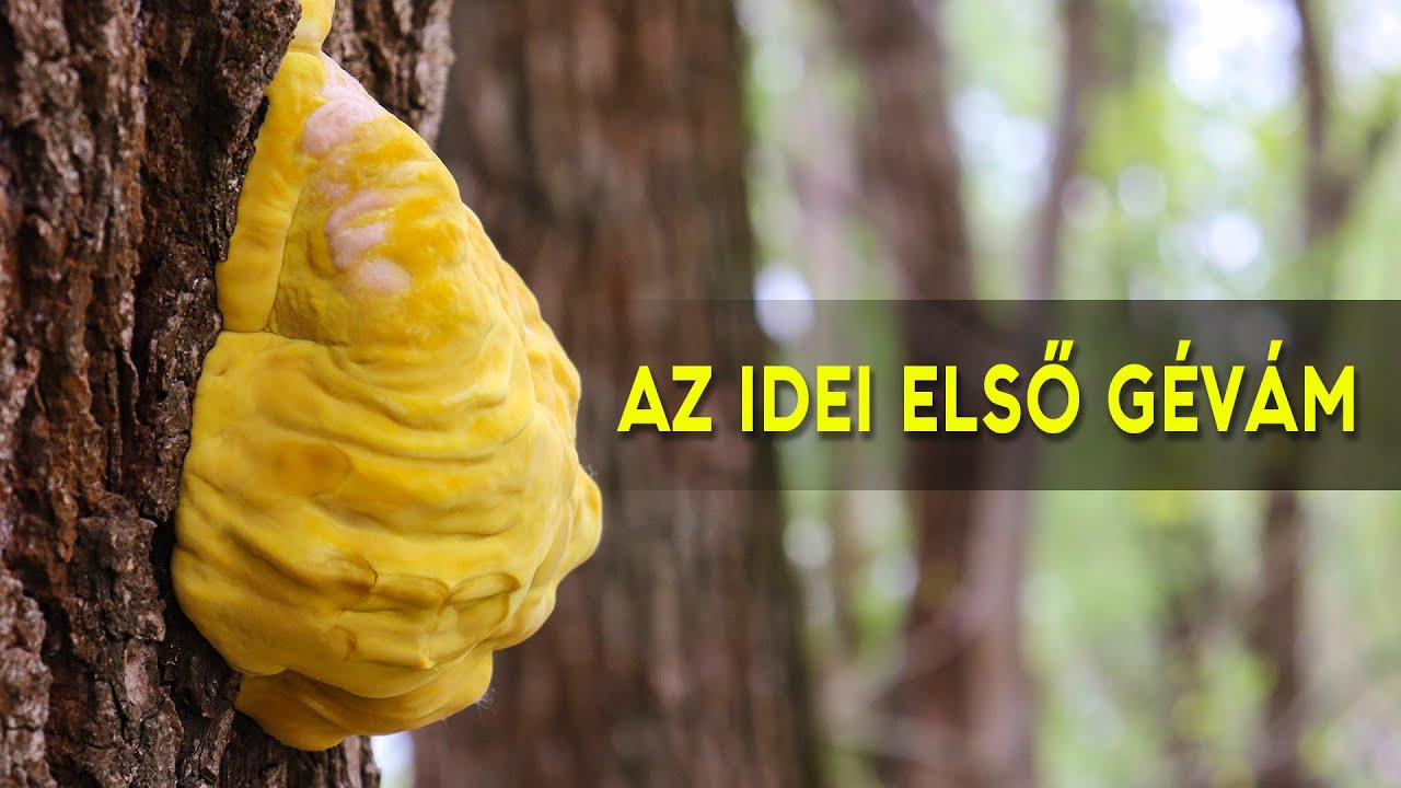 Kucsmagombázni mentem, SÁRGA GÉVAGOMBÁT találtam