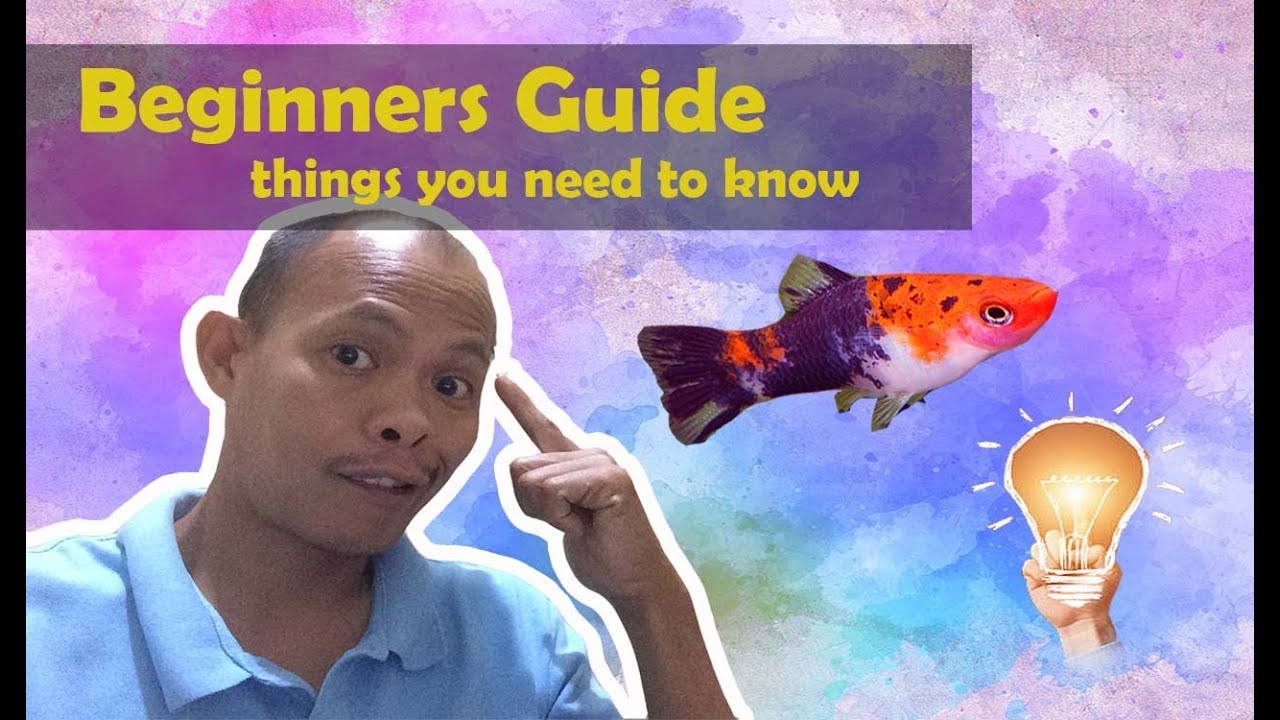 Aquarist Beginners Guide Things you need to know