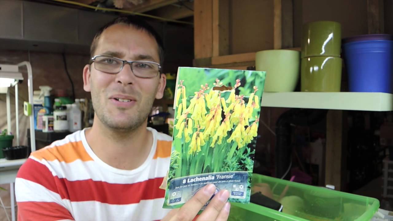 Let's plant some Lachenalia Bulbs (Better late than Never)