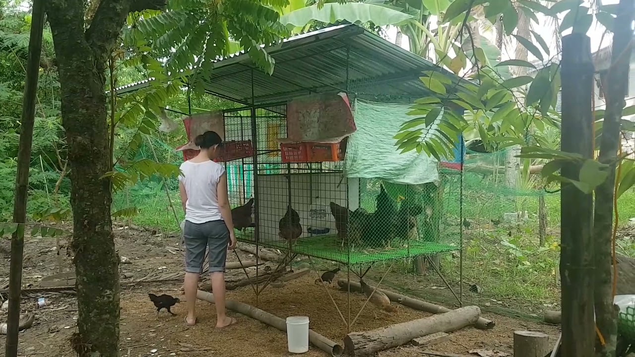 Simple Rhode Island Red RIR Farm. Jaro, Iloilo City.  09565610521