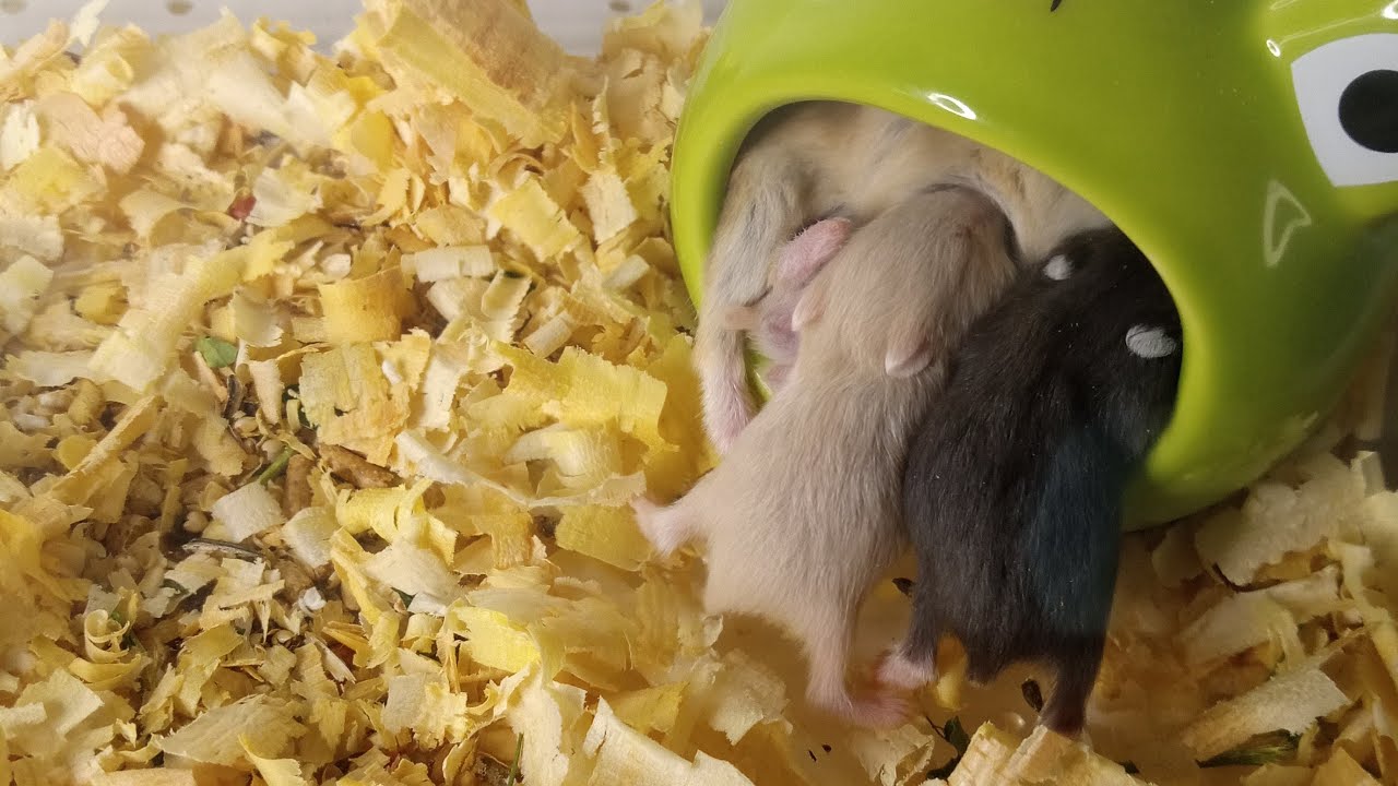 🐹 Hamster Baby LIVE | Mother & Babies Cuddling 💕