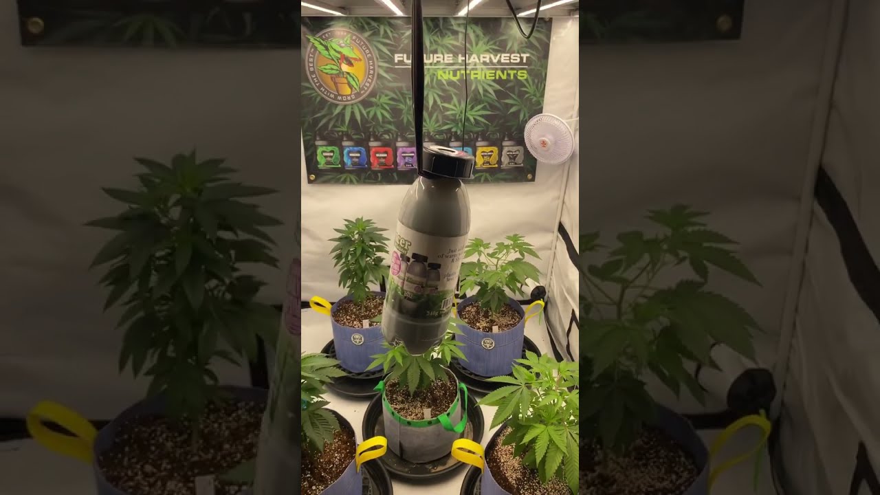 The Autoflower show - using The Enhancer natural CO2 generator #co2 #tnb #tnbnaturals