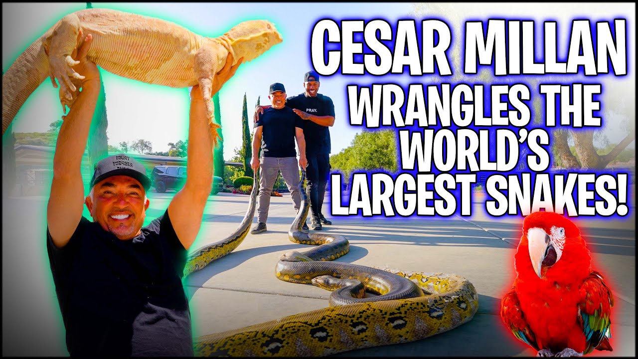 CESAR MILLAN WRANGLES THE WORLD'S LARGEST SNAKES AT THE WYLD JUNGLE! | THE REAL TARZANN