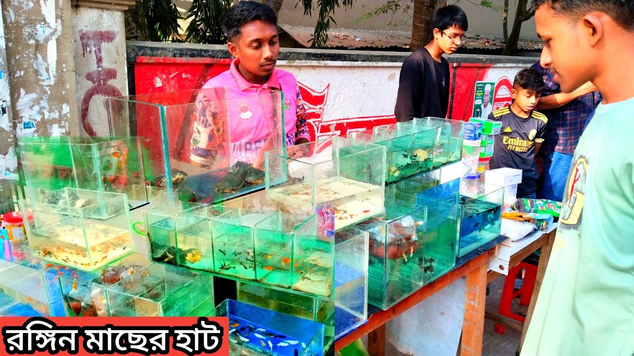 Aquarium Fish Price In Bangladesh 2025🐠Aquarium Fish Price | Aquarium | Aquarium Fish Price In BD🐠